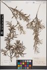 Foto von Salix eleagnos Scop.